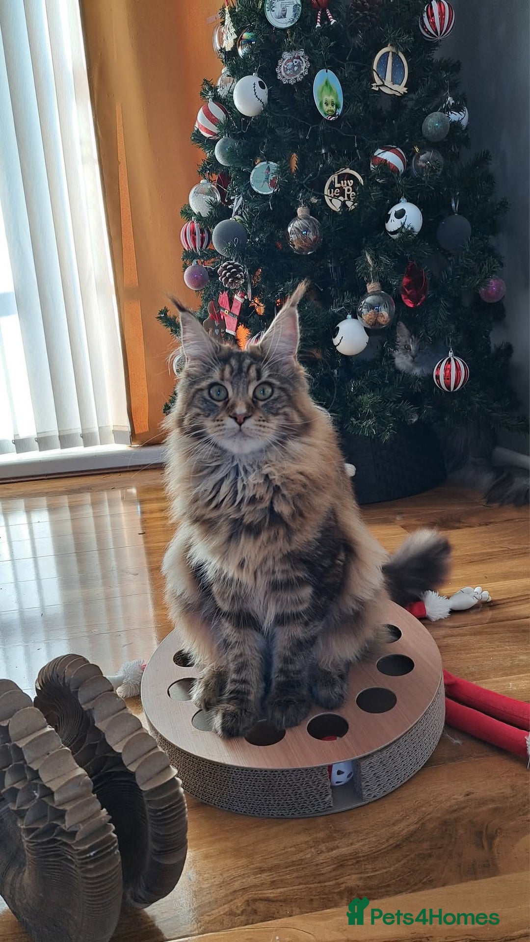 Maine Coon cats for sale: Gorgeous maine coon kittens - Image 14