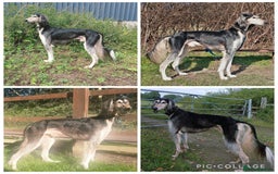Saluki dogs for sale: Beautiful Saluki (new updated photos)  - Image 16