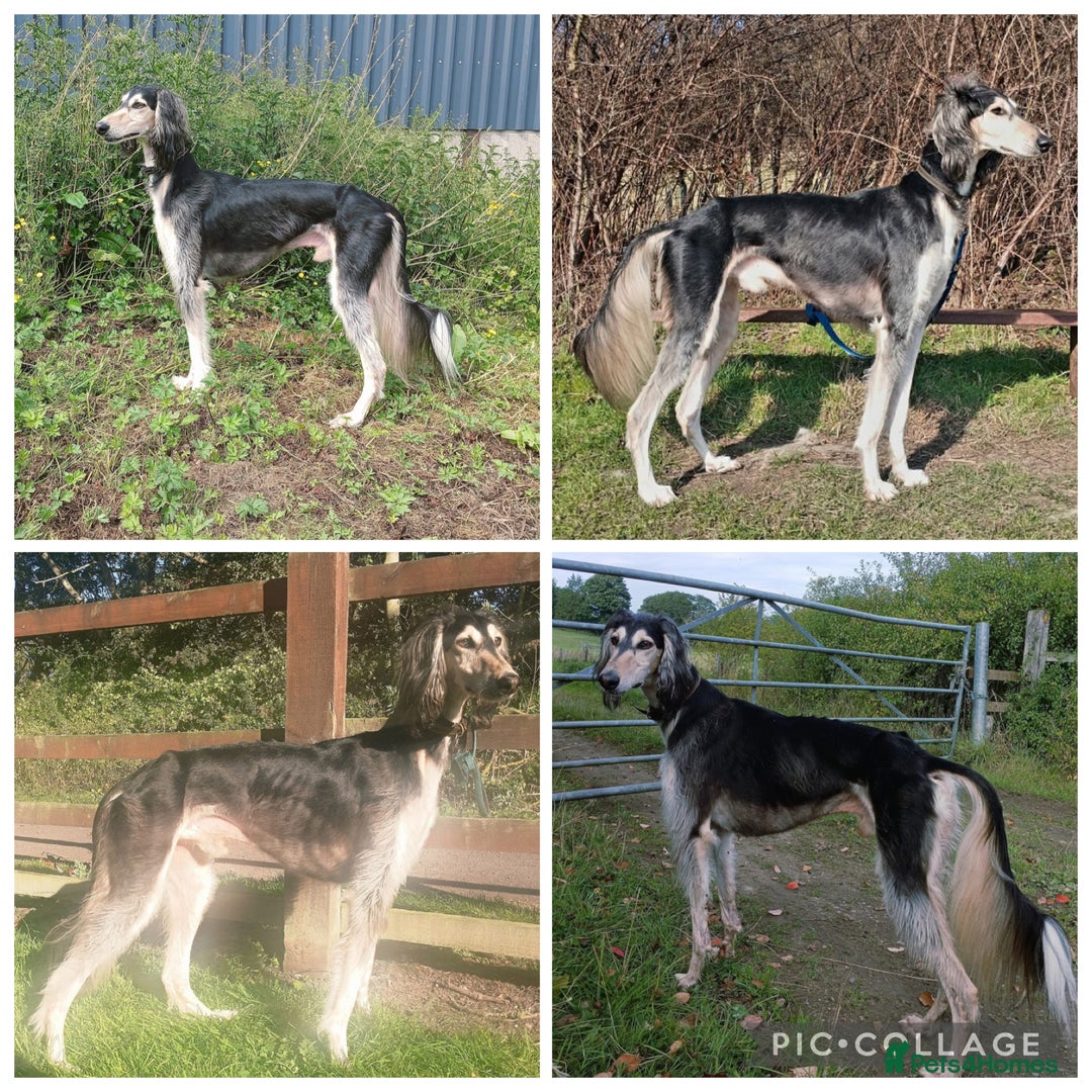 Saluki dogs for sale: Beautiful Saluki (new updated photos)  - Image 16