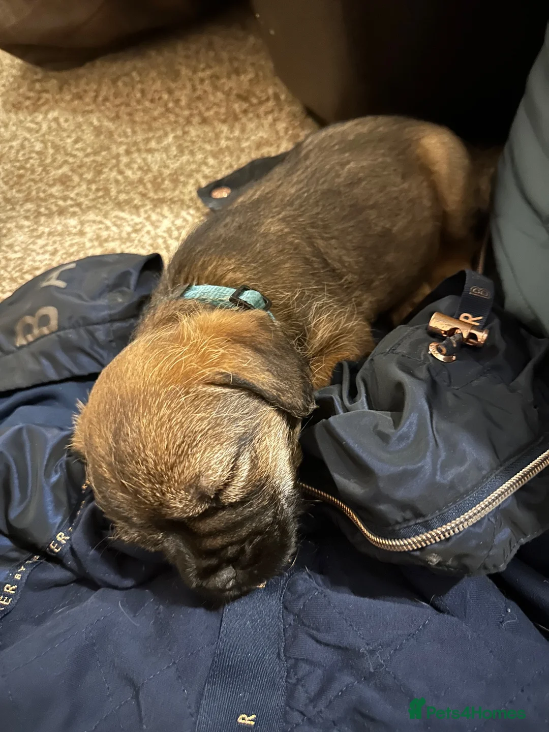Border Terrier dogs for sale: Boy Border Pup - Advert 7