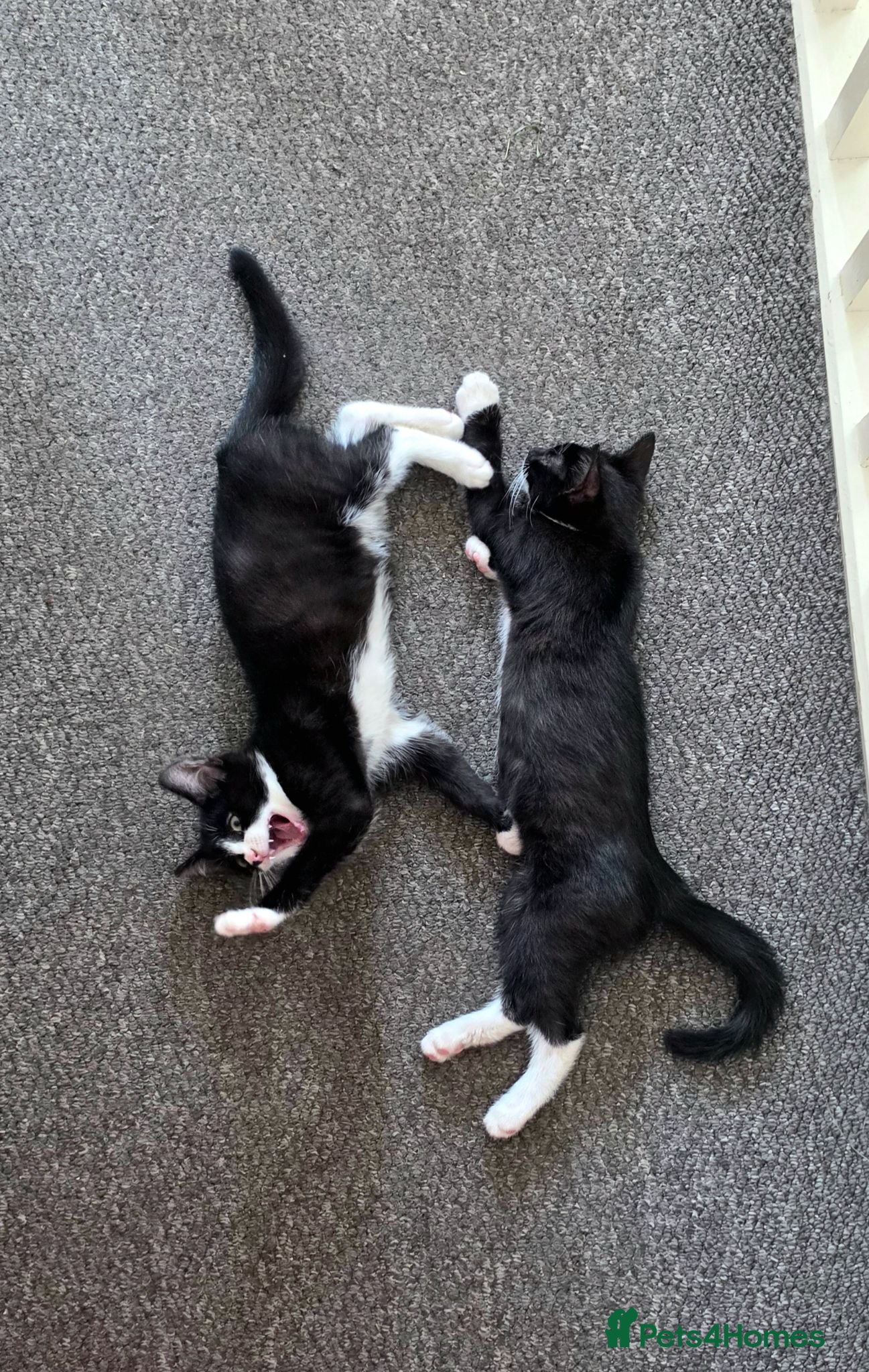 Mixed Breed cats Lovely kittens 🐈‍⬛ - Advert 1