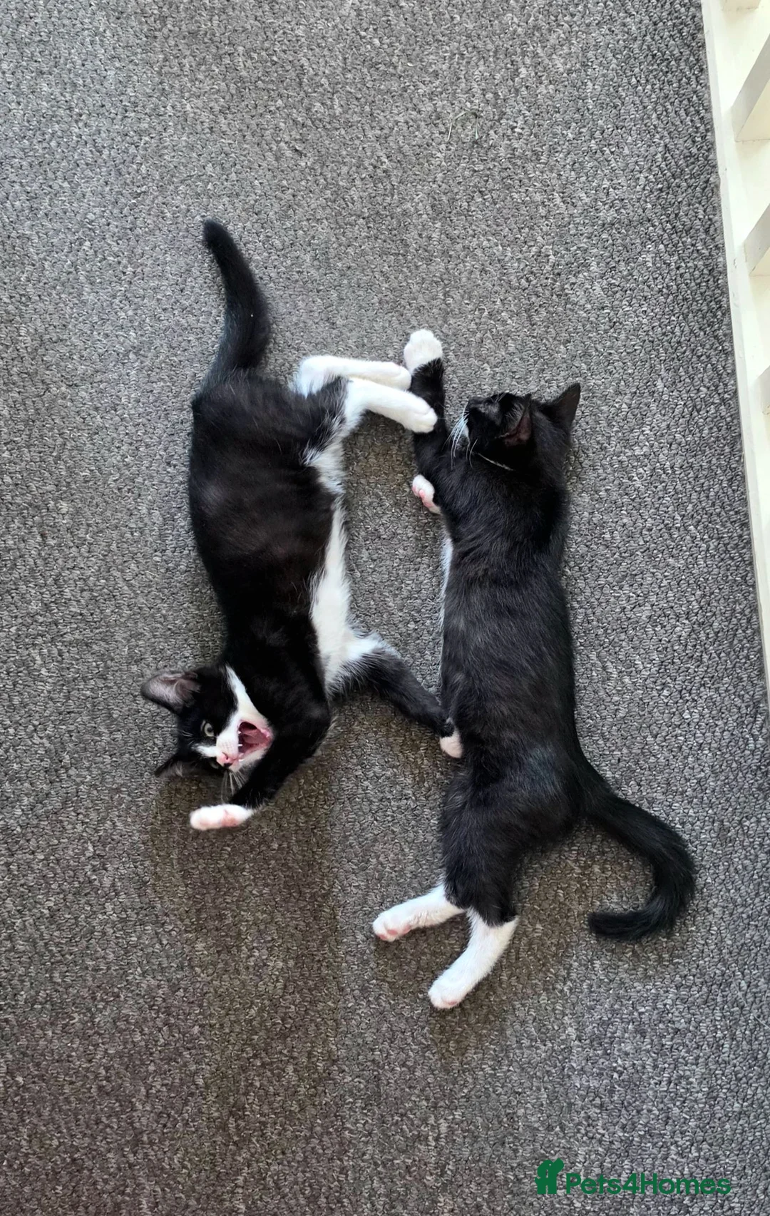 Mixed Breed cats for sale: Lovely kittens 🐈‍⬛ - Advert 1
