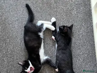 Mixed Breed cats Lovely kittens 🐈⬛ - Advert 15