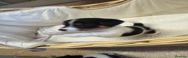 Jack Russell 2