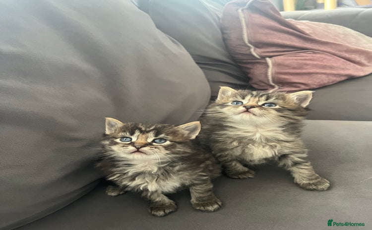 Ragdoll cats - Advert 15