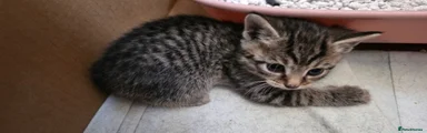 Male tabby