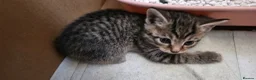 Mixed Breed cats for sale: 4 mixed breed  - Advert 4