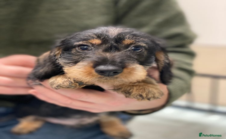 Dachshund dogs Outstanding Pedigree Litter-Health Tested Parents - Advert 4