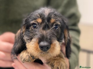 Dachshund dogs Outstanding Pedigree Litter-Health Tested Parents - Advert 3