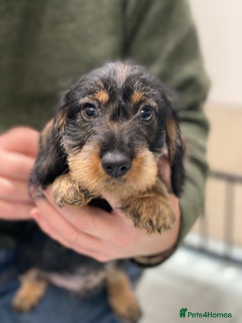 Dachshund dogs Outstanding Pedigree Litter-Health Tested Parents - Advert 4