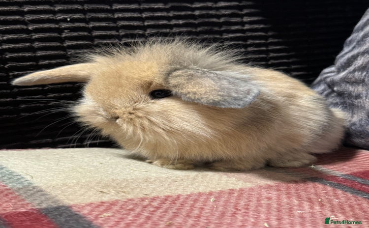 Mini Lop rabbits - Advert 4