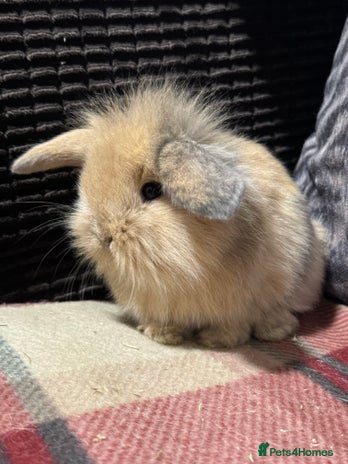 Mini Lop rabbits - Advert 1