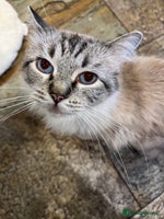 Ragdoll cats Beautiful GCCF seal lynx ragdoll kitten - Advert 8