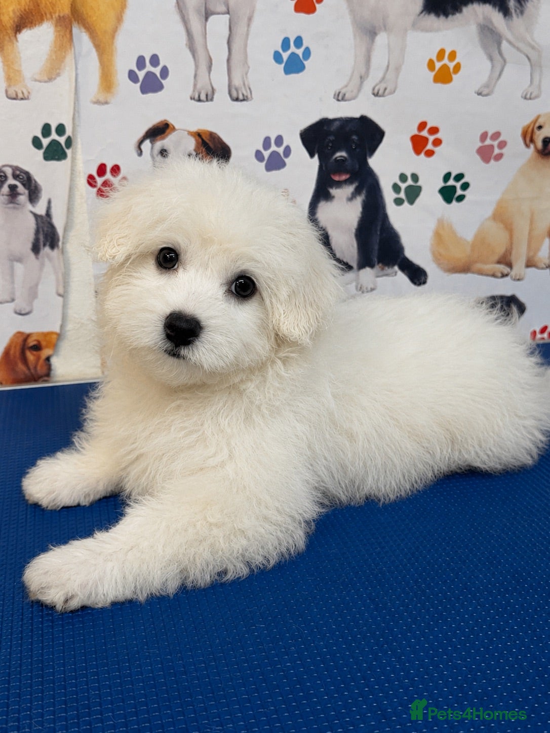 Maltipoo dogs ***Last one*** Stunning Maltipoo Puppy  - Advert 2
