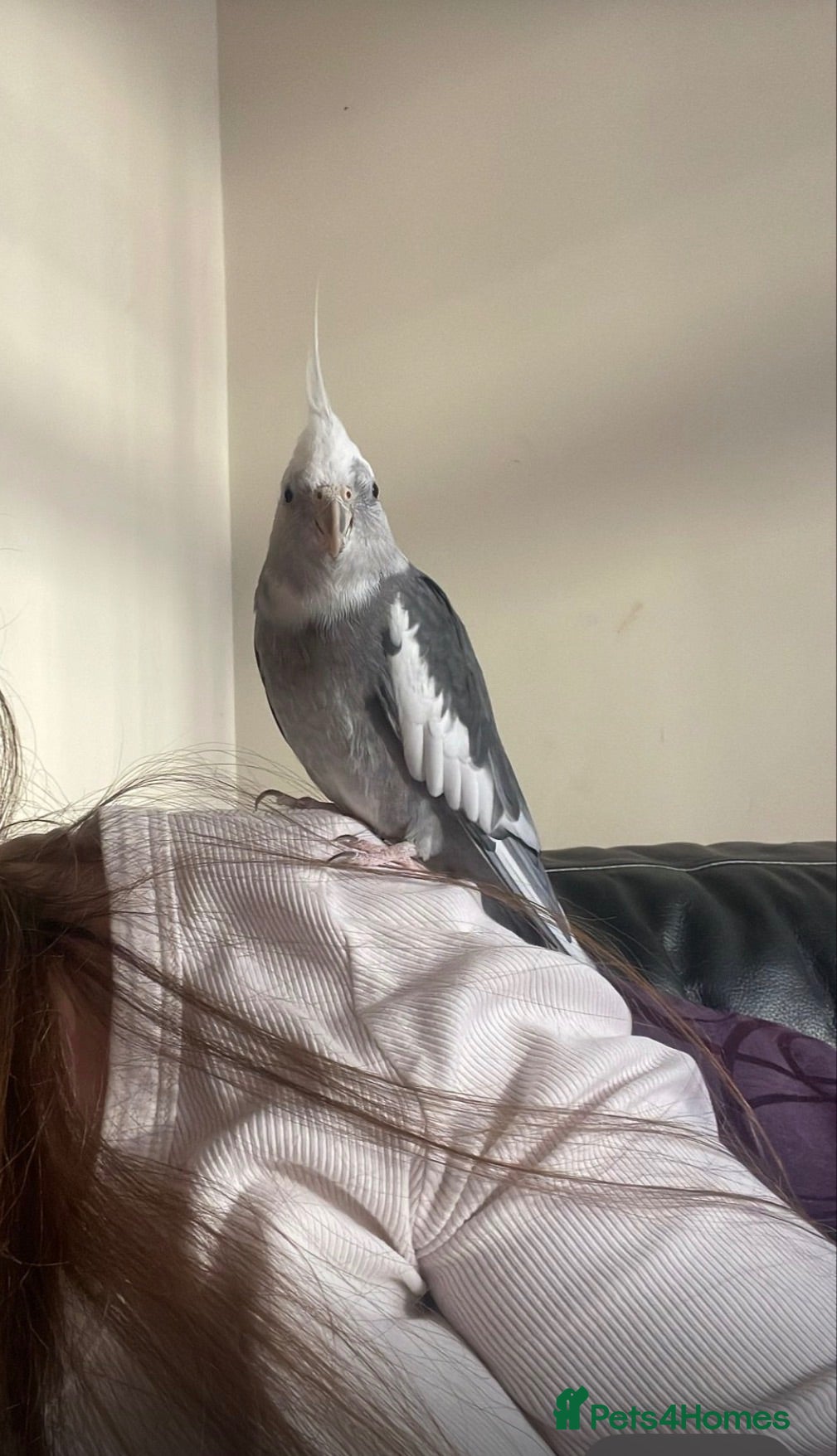 Cockatiels birds Cockatiel in need of a home - Advert 1