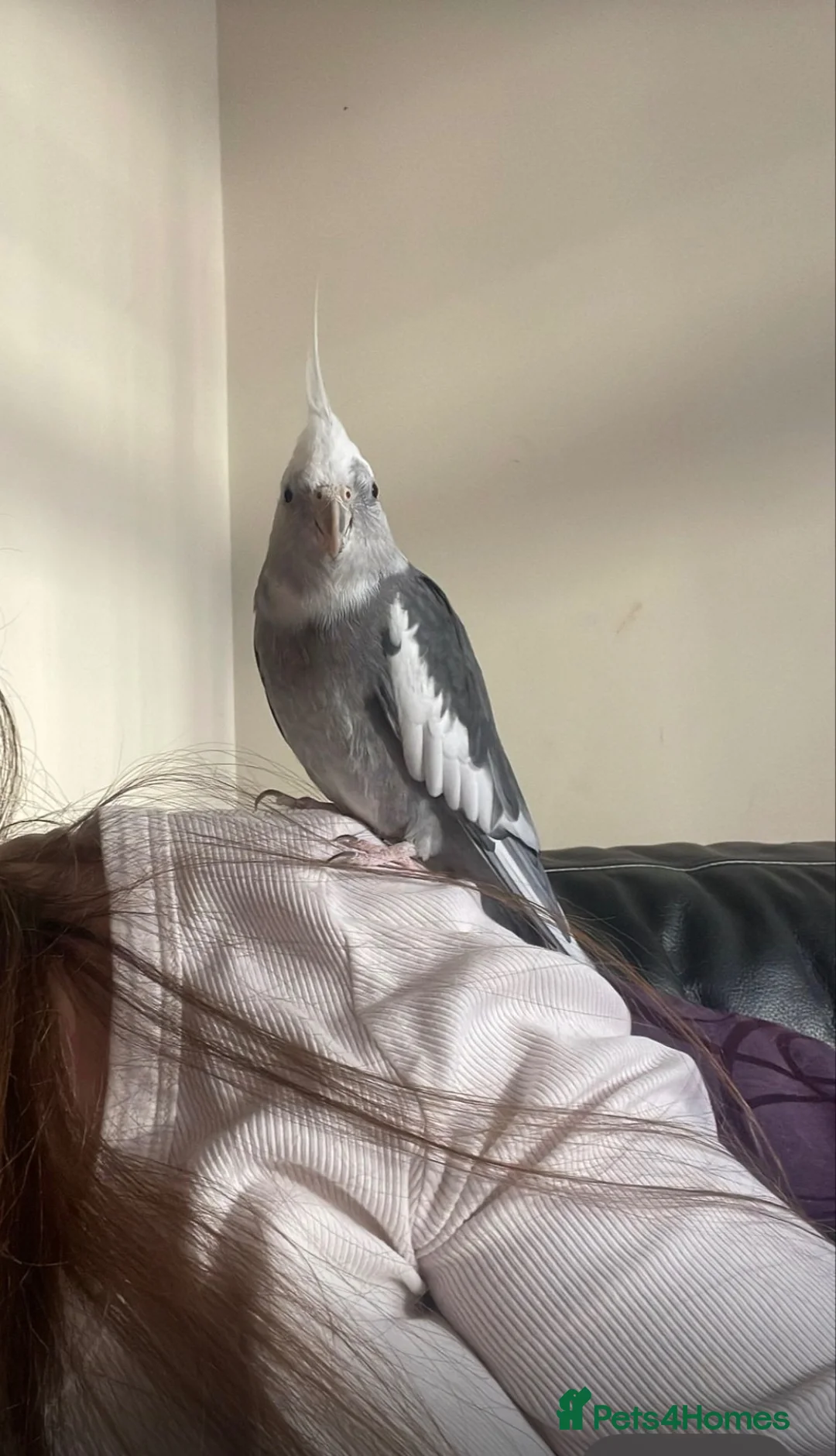 Cockatiels birds for sale: Cockatiel in need of a home in Blackwood - Advert 1