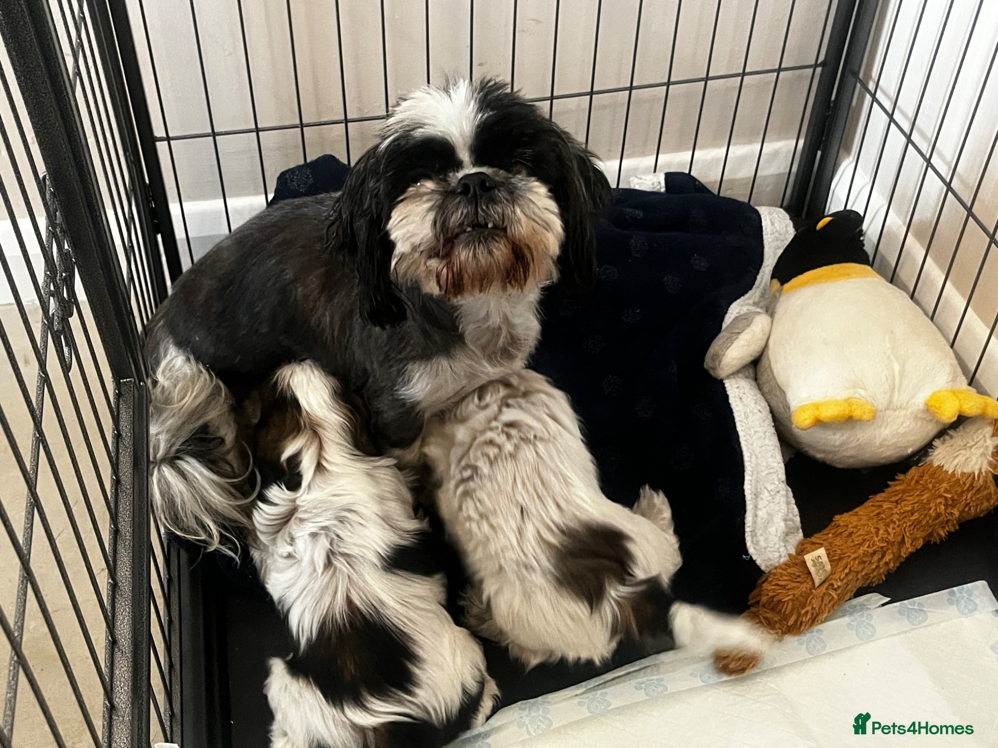 Mixed Breed dogs Beautiful Shih Tzu puppies  - Advert 7