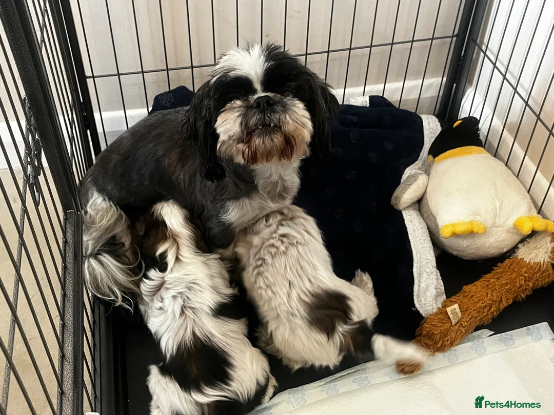 Mixed Breed dogs for sale: Beautiful Shih Tzu puppies  - Advert 1