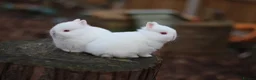 Netherland Dwarf rabbits for sale: Purebred Netherland dwarf - Advert 11