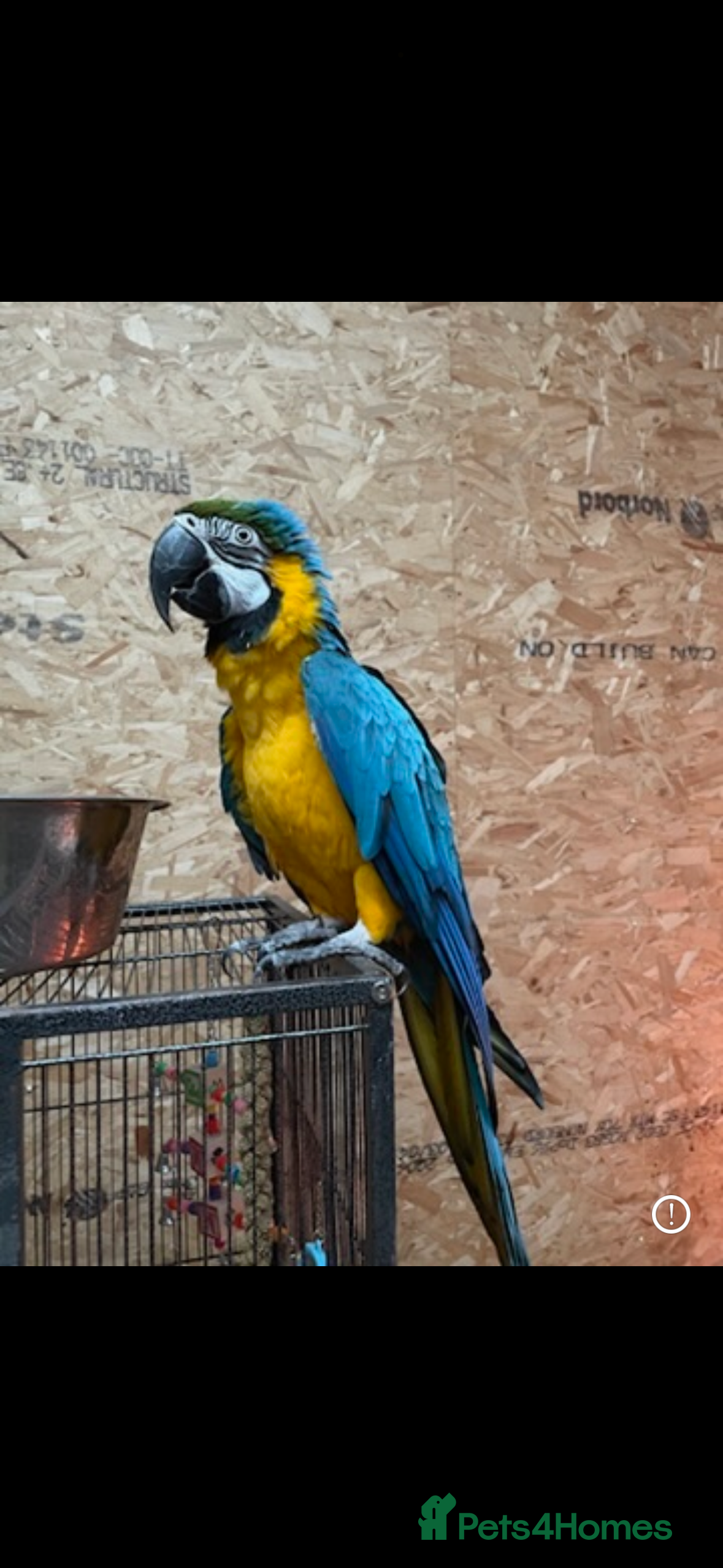 Macaws birds Blue and gold macaw  - Advert 1