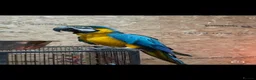 Macaws birds for sale: Blue and gold macaw  - Advert 1