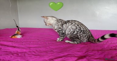 Bengal cats in Saint Helens - Advert 11