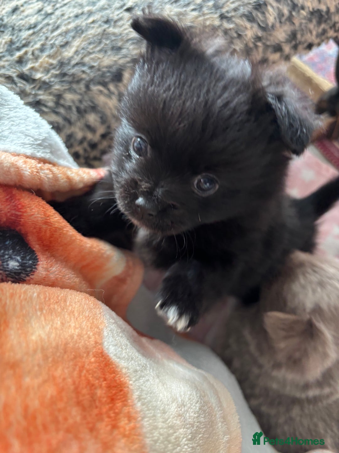 Pomchi dogs for sale: Primrose’s precious pomchi babies - Advert 4