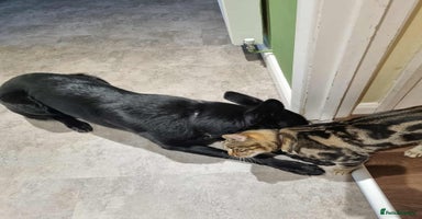 German Shepherd dogs - Advert 1