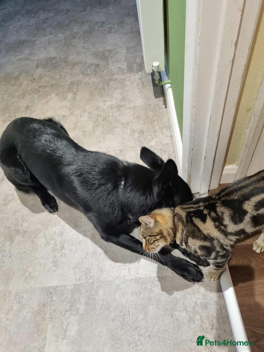 German Shepherd dogs for sale: Black female german shepherd  - Image 2
