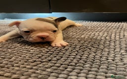 French Bulldog dogs for sale: ♥️Litter of 6 French Bulldog Puppies♥️ - Advert 27