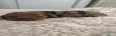 Dachshund 3