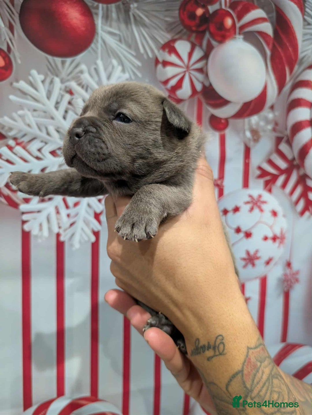 Chow Chow dogs for sale: French chows  - Advert 35