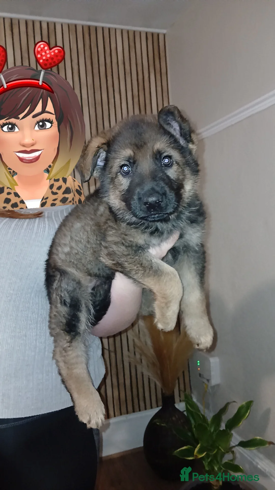 German Shepherd dogs for sale: 💥 2 beautiful male German shepherd's 💥 - Advert 8