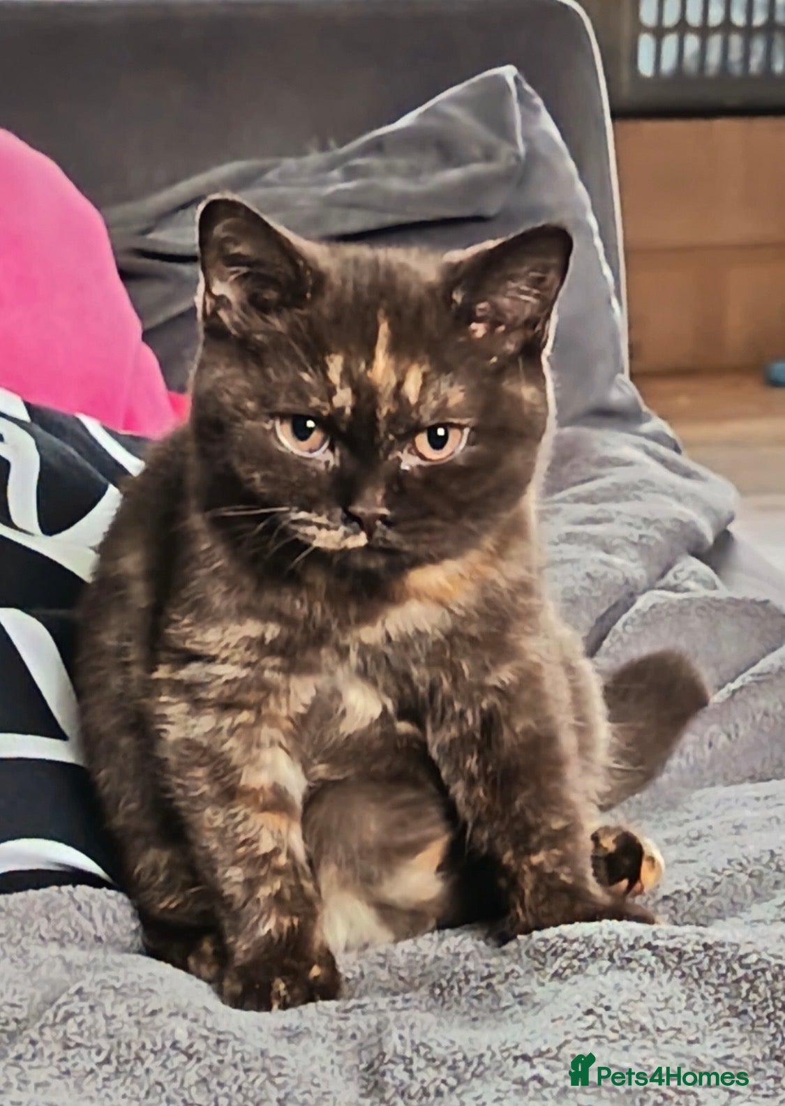 British Shorthair cats Champion Proven British Shorthair  - Advert 2