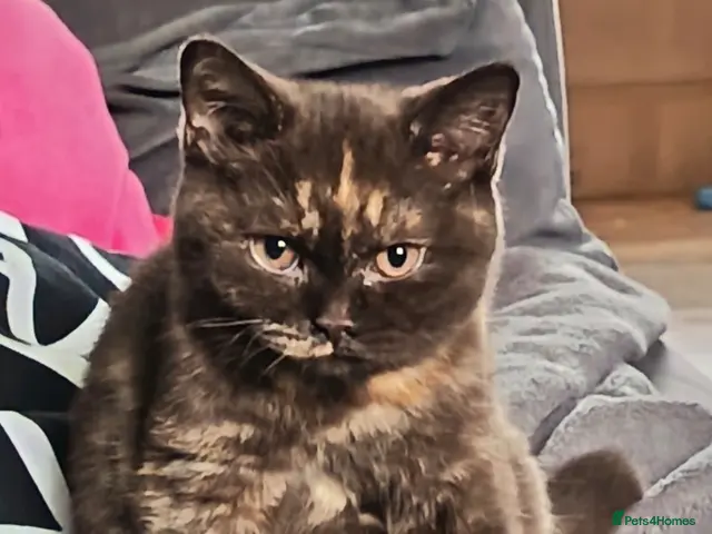 British Shorthair cats for stud: Champion Proven British Shorthair - Advert 2