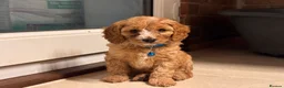 Cavapoo dogs for sale: Cavapoo Puppies (F1) -Perfect Family Companions - Advert 1