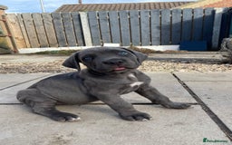 Cane Corso dogs for sale: Cane Corso puppies 9 week old 🫶❤️🫶 - Image 29