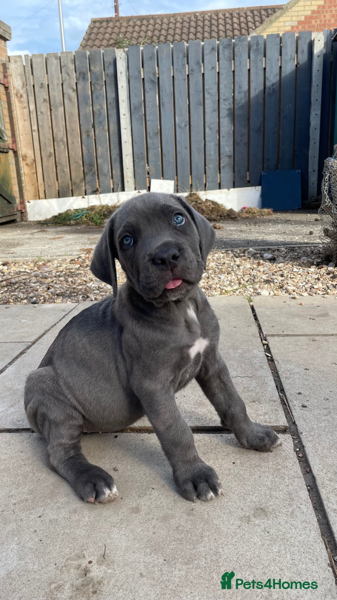 Cane Corso dogs for sale: Cane Corso puppies 9 week old 🫶❤️🫶 - Image 29