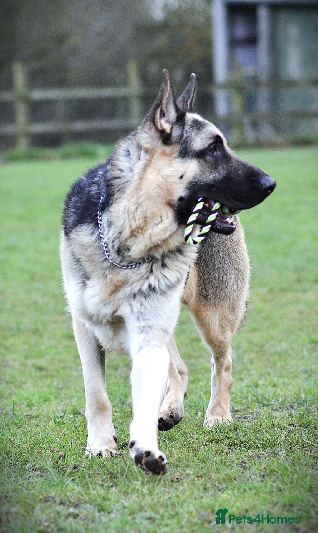 German Shepherd dogs for sale: ⚡RARE EAST EUROPEAN SHEPHERD PUPPIES AVAILABLE⚡ - Image 20