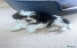 Shihpoo dogs for sale: 4 girl miniature poodle x shih tzu puppies  - Image 2