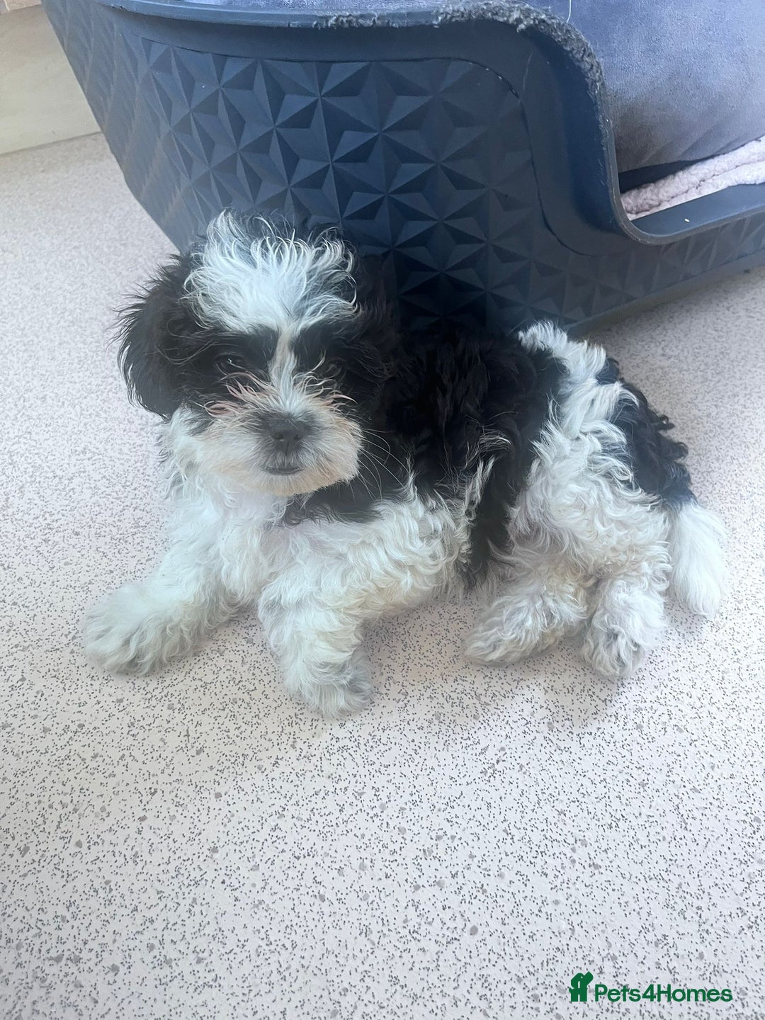 Shihpoo dogs for sale: 4 girl miniature poodle x shih tzu puppies  - Image 2