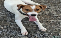 Mixed Breed dogs for adoption: Little Reggie wants to go home  - Image 4