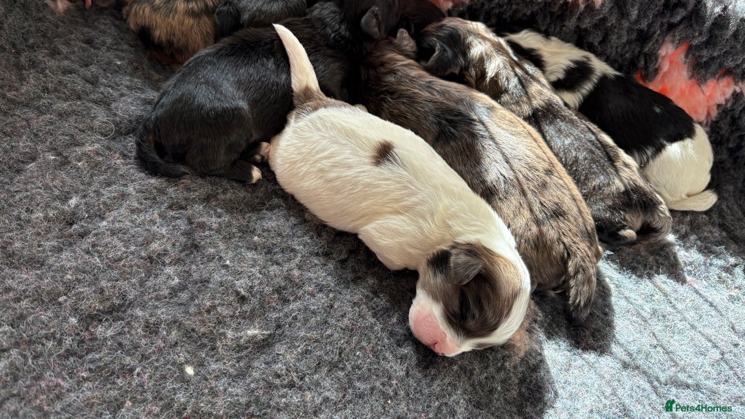 Lhasapoo dogs for sale: 9 stunning lhasapoo’s  - Image 8