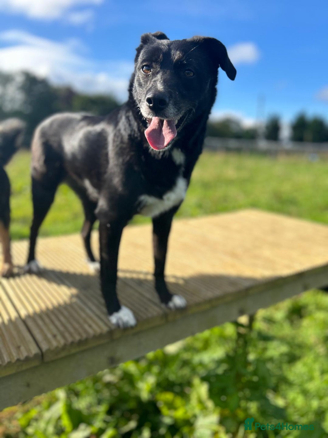 Mixed Breed dogs for adoption: Nina, 3 years, foster or adoption - Image 4
