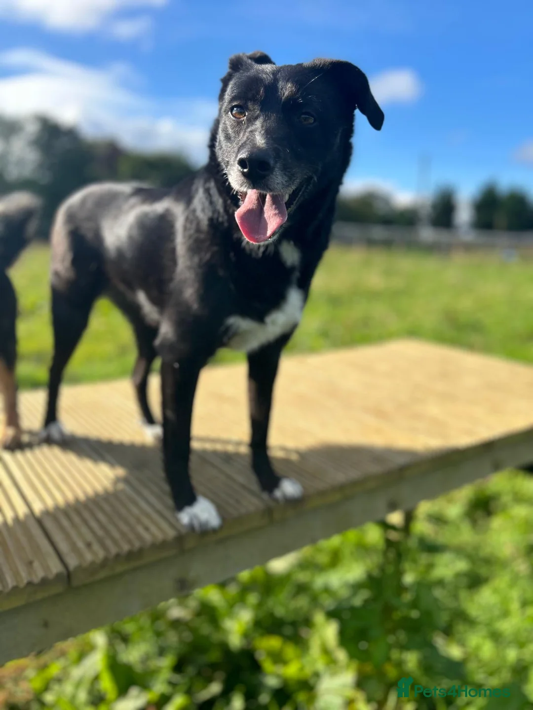 Mixed Breed dogs for adoption: Nina, 3 years, foster or adoption - Advert 4
