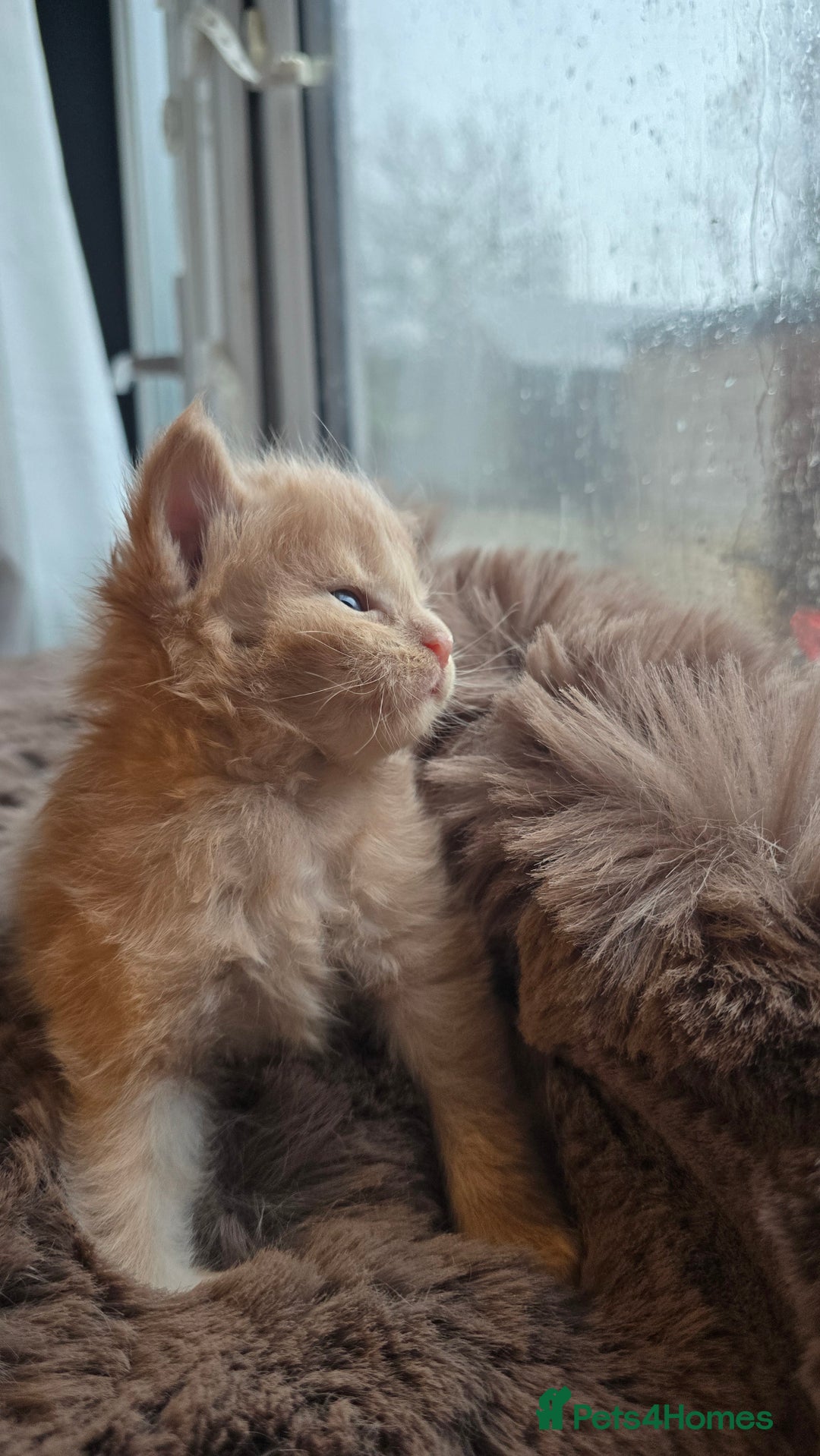 Maine Coon cats for sale: Stunning Mainecoons - Advert 1