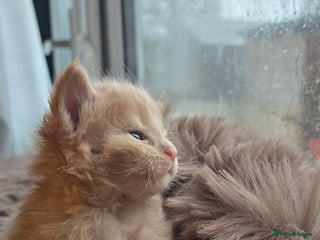 Maine Coon cats Stunning Mainecoons - Advert 1