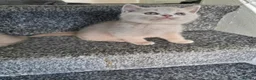 British Shorthair cats for sale: British shorthair kittens  - Advert 11