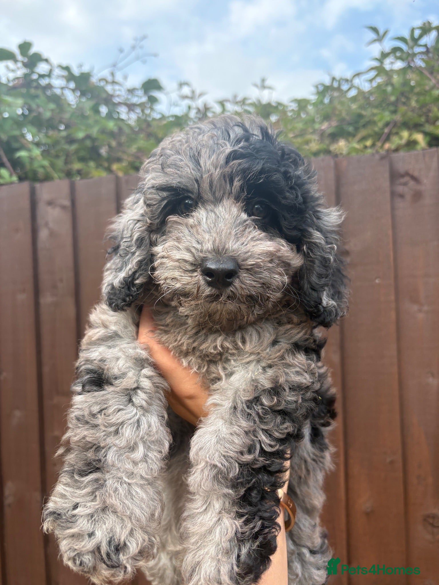 Cockapoo dogs F1B Merle Cockapoo Pups - Ready Now - Advert 1