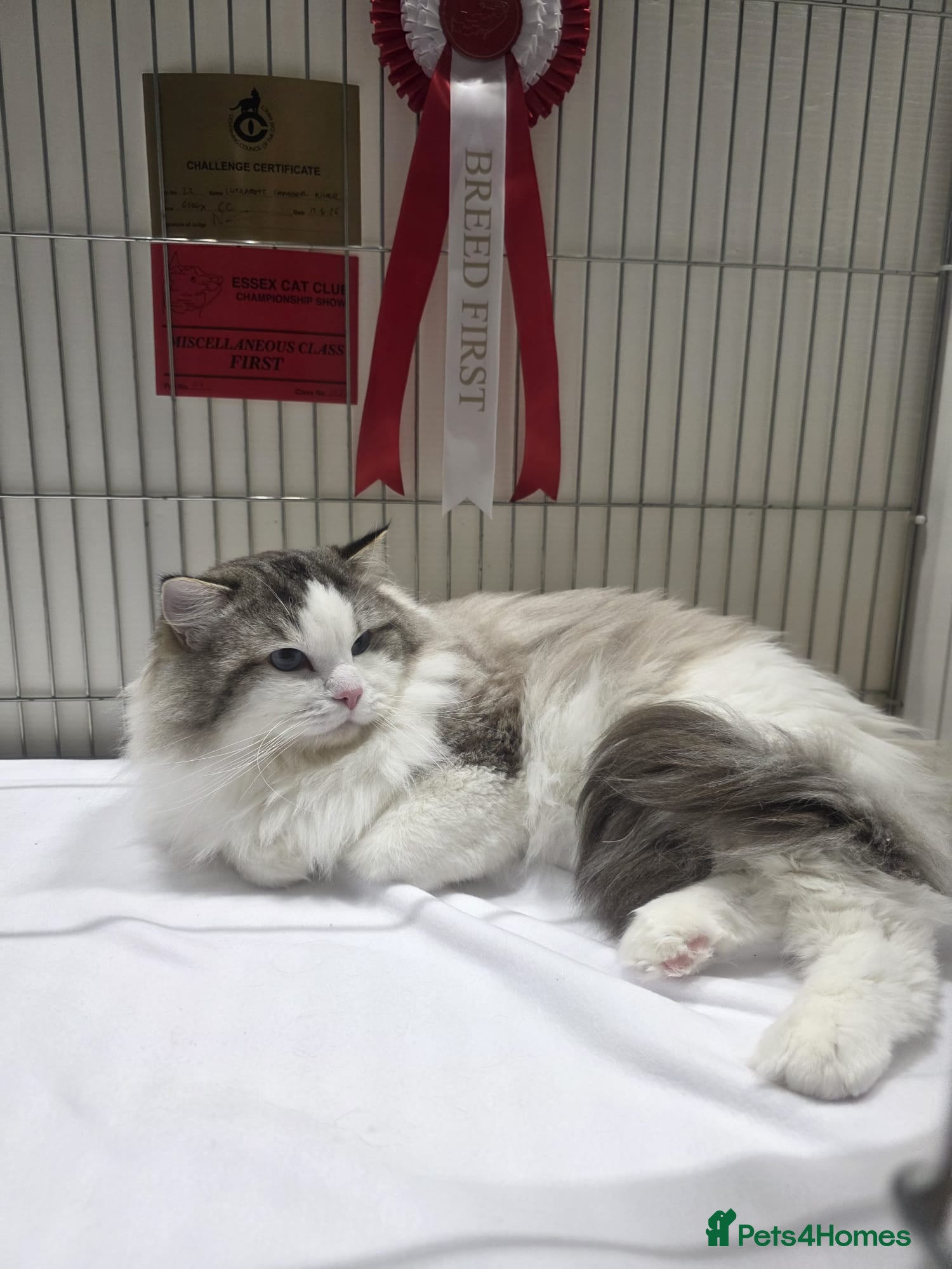 Ragdoll cats for sale: Show quality Ragdoll kittens - Advert 14
